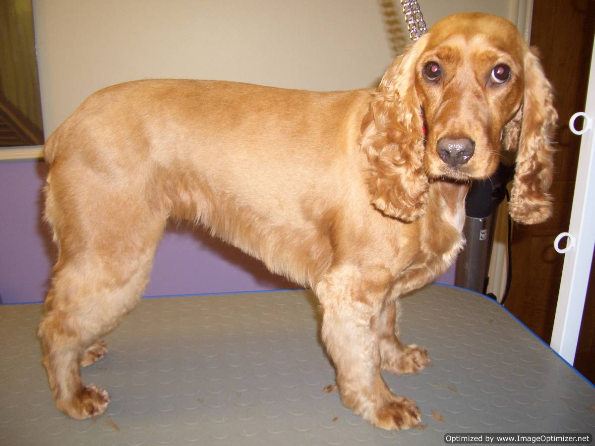 Collars And Cuts Dog Grooming Dog Grooming In Edinburgh